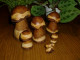 Holz-Pilze 016