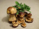 Holz-Pilze 017