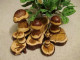Holz-Pilze 018