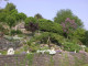 Mein Garten 2006 - 010