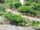 Mein Garten 2006 - 013