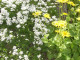 Mein Garten Blumen - 002
