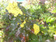 Mein Garten Blumen - 003