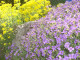Mein Garten Blumen - 004