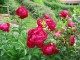 Mein Garten Blumen - 005